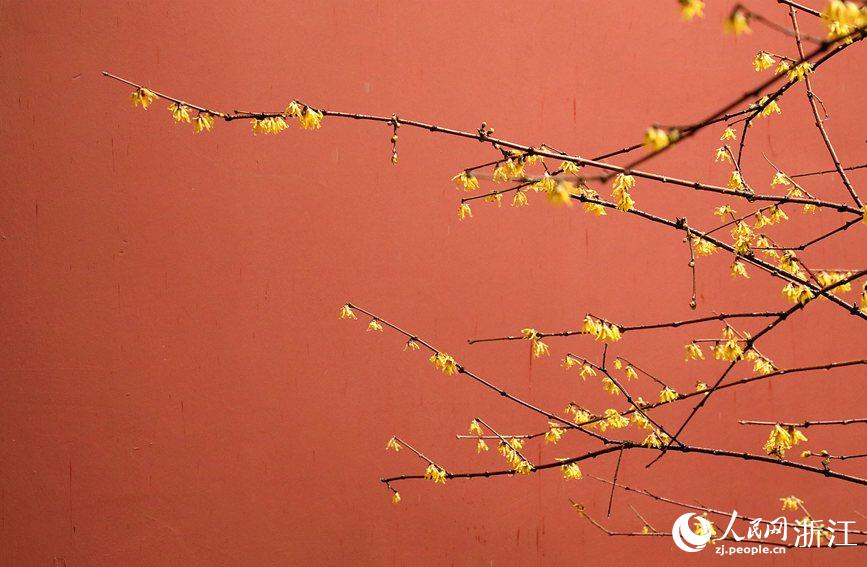 XȵļtcD÷ӳrW z