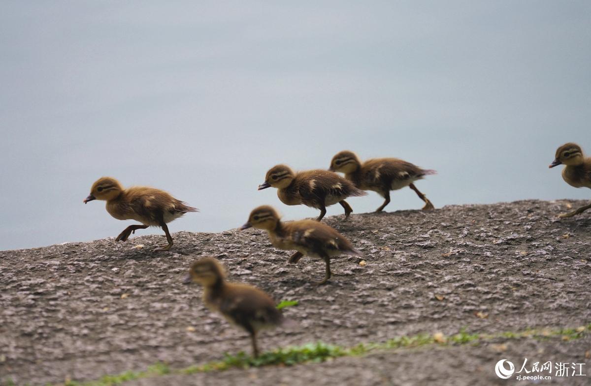 ӭ2022׸CСxW Pz