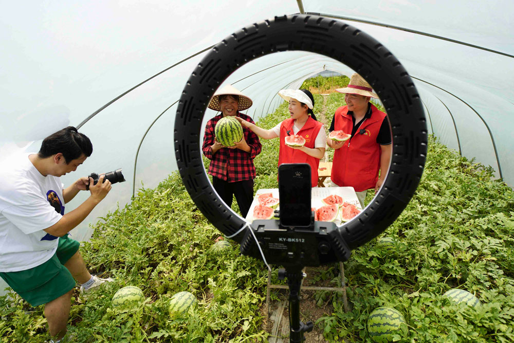 7月4日，在溫州市龍灣區永興街道五溪村瓜棚里，黨員志愿者架上直播設備為家鄉產品代言。蘇巧將攝