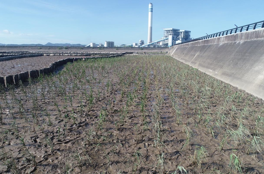 蘆葦栽植。六橫管委會供圖