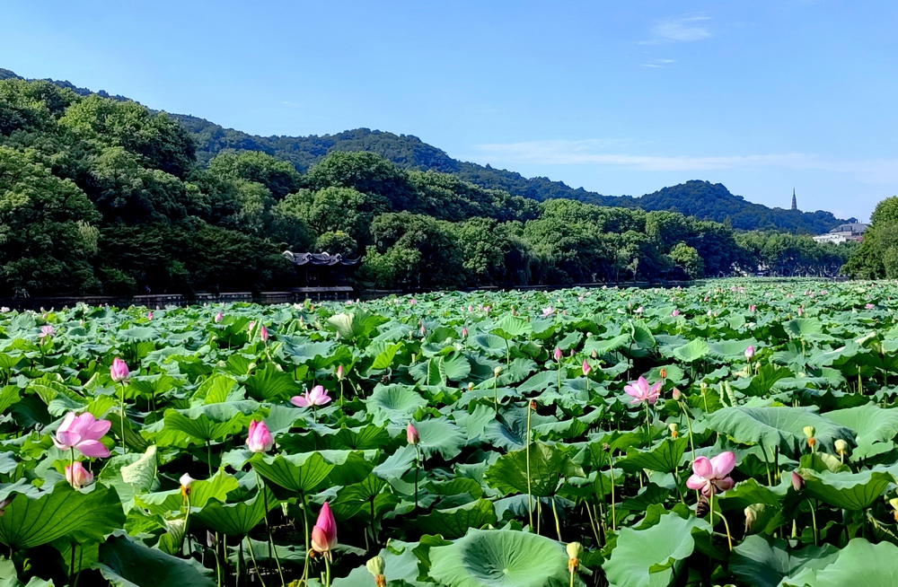 西湖荷花迎來最佳觀賞期。江志清攝
