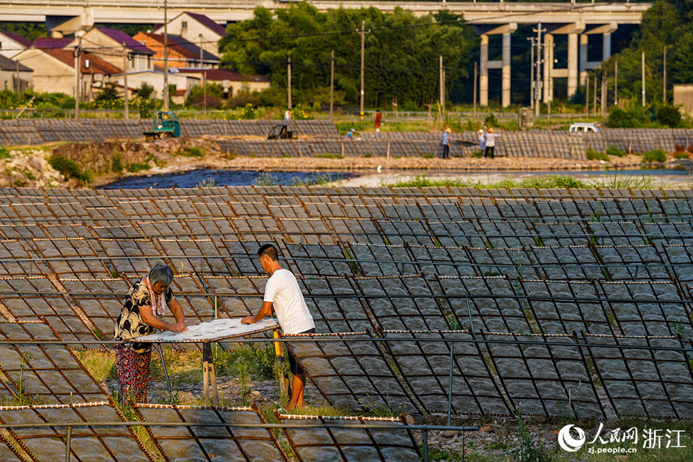 在浙江省嵊州市甘霖鎮殿前村的小烏溪江邊，村民們抓住晴好天氣忙著晾曬榨面。人民網 章勇濤攝