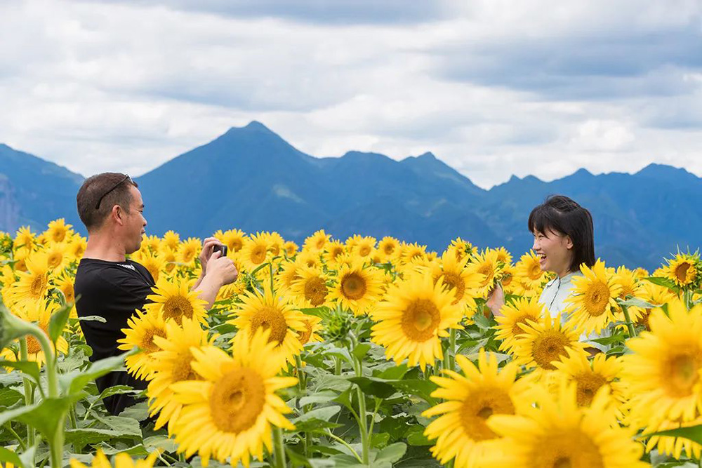 游客在向日葵花海拍照打卡。永嘉縣融媒體中心供圖