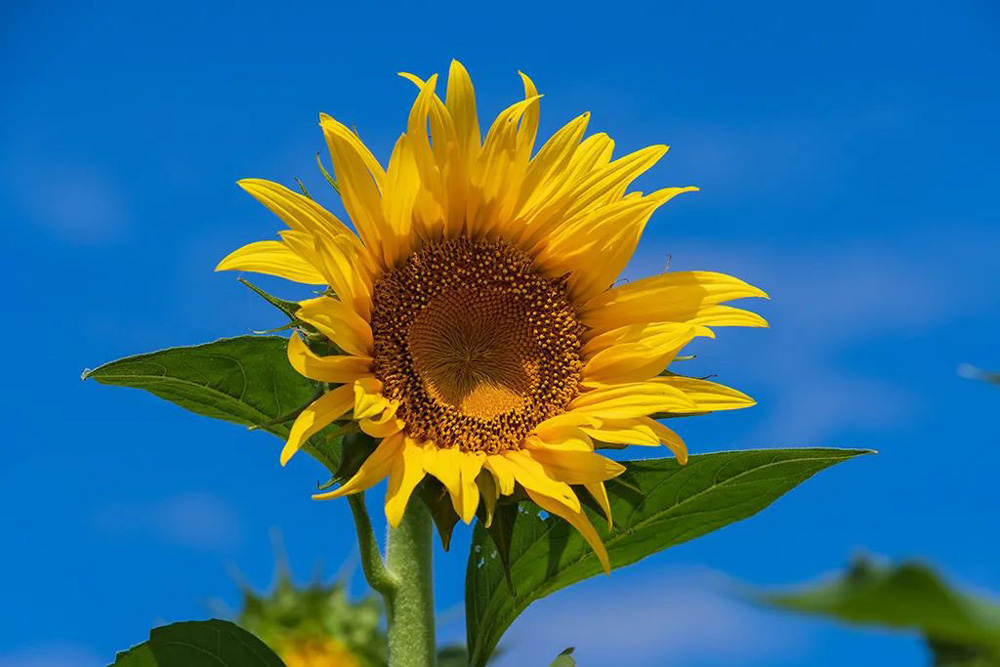 近日，溫州市永嘉縣楓林鎮兌垟村的向日葵花海全面盛開。永嘉縣融媒體中心供圖