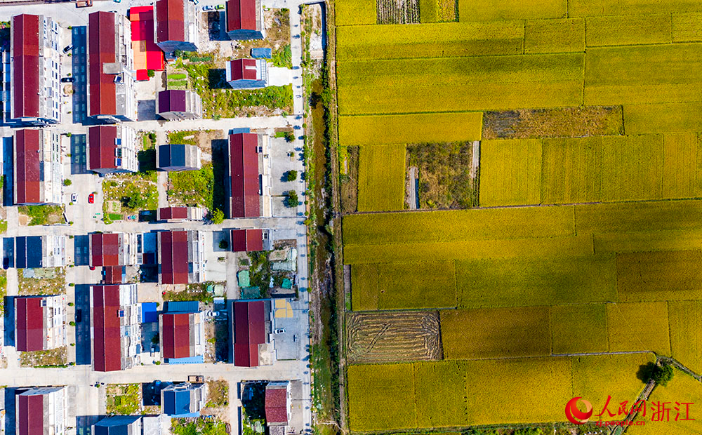 臺州市三門縣橫渡鎮大橫渡村的水稻進入成熟收割期。人民網 章勇濤攝