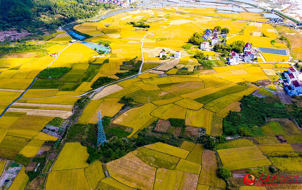 臺州市三門縣橫渡鎮大橫渡村的水稻進入成熟收割期。人民網 章勇濤攝