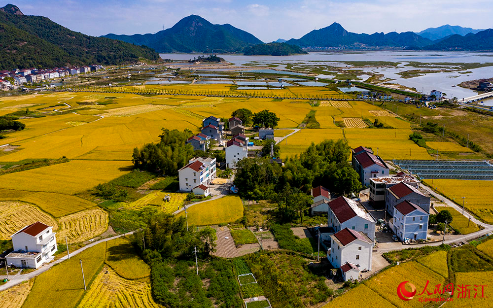 臺州市三門縣橫渡鎮大橫渡村的水稻進入成熟收割期。人民網 章勇濤攝