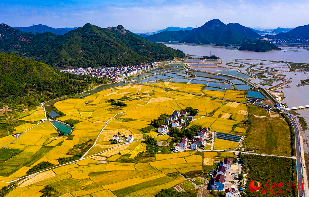 臺州市三門縣橫渡鎮大橫渡村的水稻進入成熟收割期。人民網 章勇濤攝