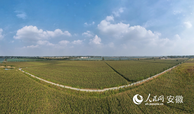 無人機視角下的“一塊田”。人民網 王曉飛攝