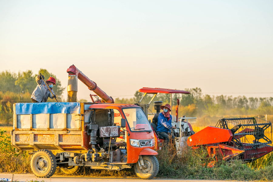 專業合作社正組織收割機、秸稈打捆機等農業機械為農戶開展水稻機收。趙辰攝