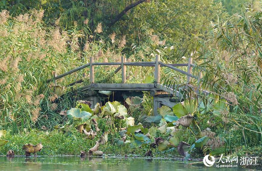 西溪濕地秋景怡人。人民網 方彭依夢攝