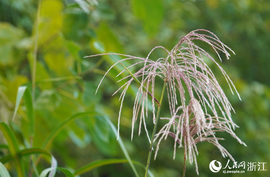 初開的蘆花為秋日西溪增添了別樣的美感。人民網 方彭依夢攝