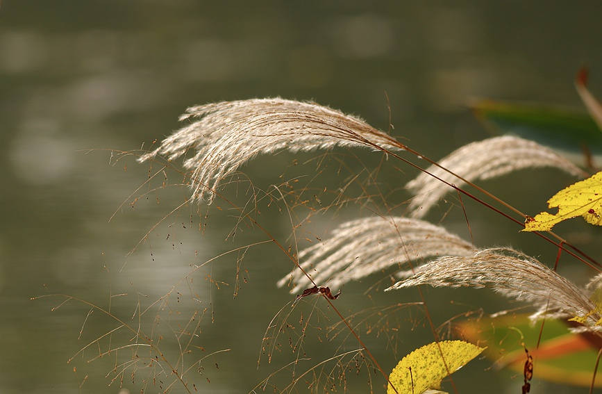 初開的蘆花為秋日西溪增添了別樣的美感。張巧玲攝