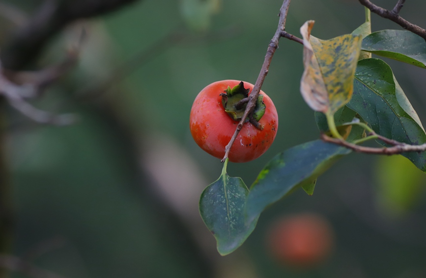 西溪濕地火柿紅。張巧玲攝