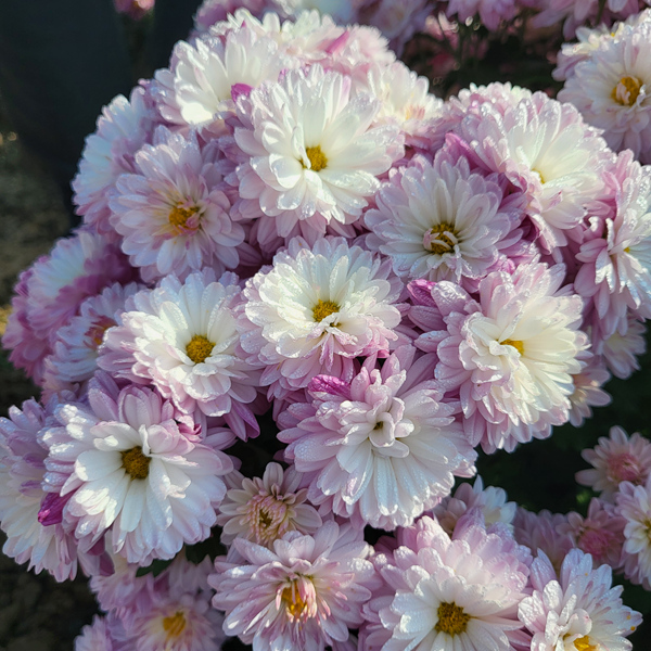 “太空菊”在南農大湖熟菊花基地綻放。江融宣供圖