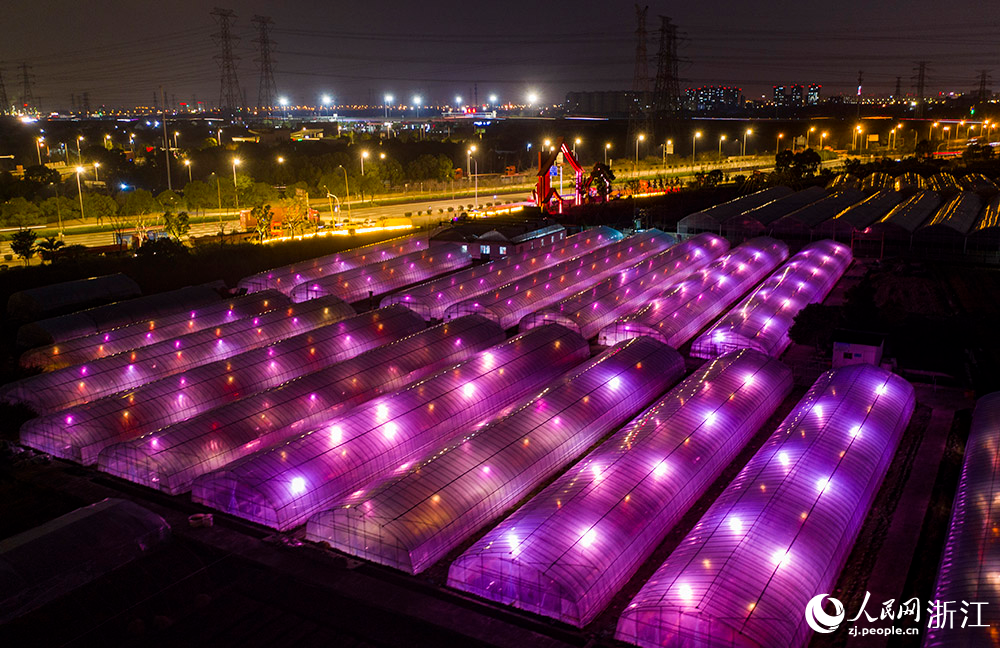 1月16日晚，寧波市鎮海區駱駝街道的阿歡草莓園藝場，數百盞加溫燈、生長燈點亮鄉野間的大棚。人民網 章勇濤攝