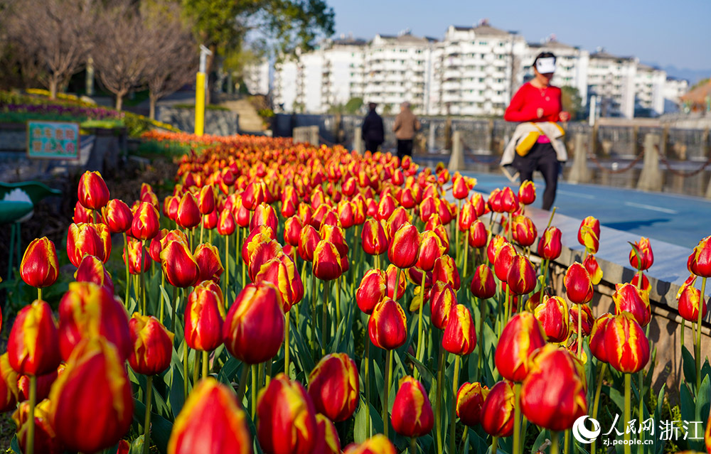 2月21日，麗水市云和縣浮云溪畔，市民游客正在花海間漫步，樂享美好春光。人民網 章勇濤攝