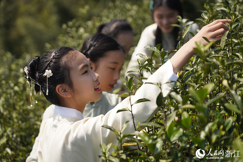 小朋友們在采摘春茶。人民網 章勇濤攝