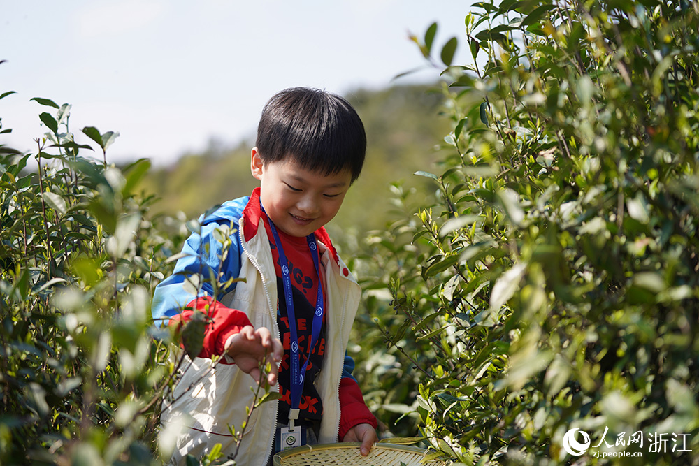 一名小朋友在采摘春茶。人民網 章勇濤攝