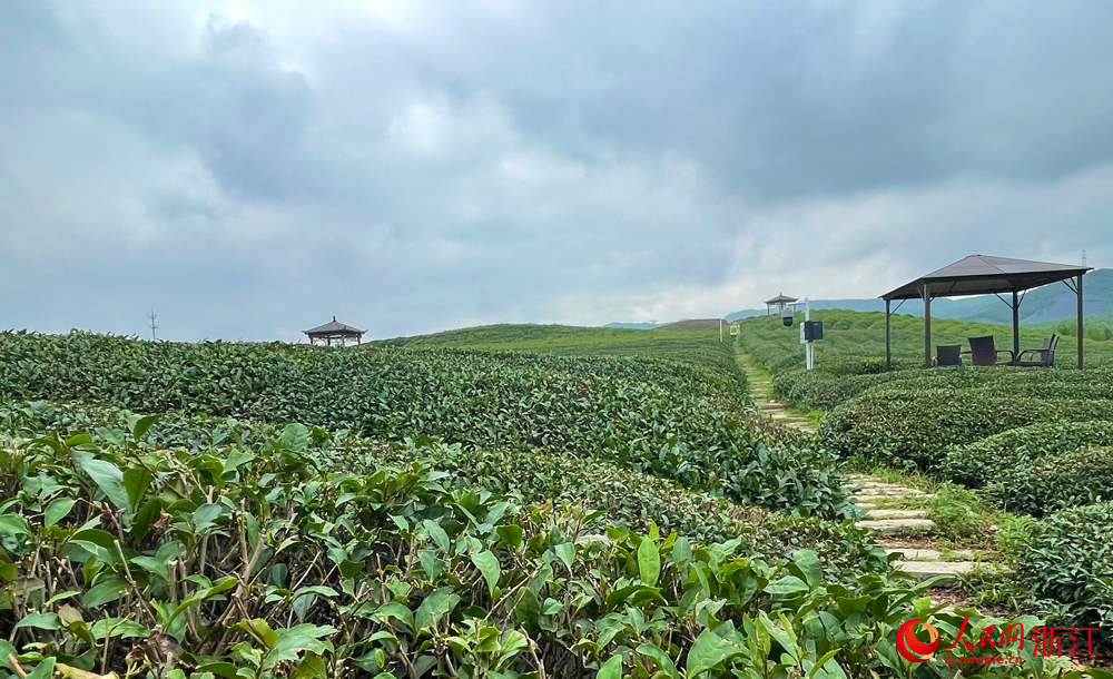小古城村的茶園。人民網記者 郭揚攝