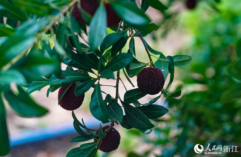 6月8日，待采摘的仙居楊梅。人民網 章勇濤攝