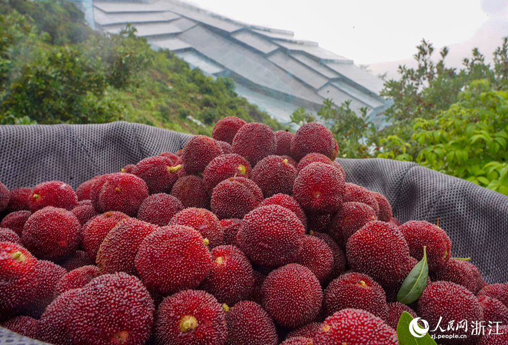 仙居楊梅。人民網 章勇濤攝