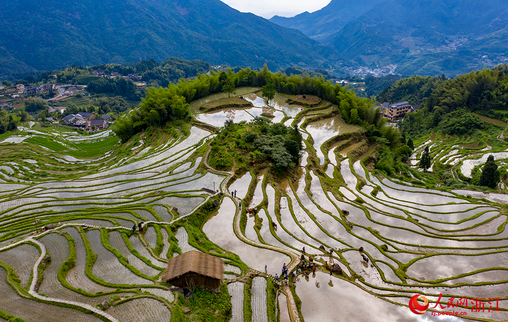 6月10日，空中俯瞰麗水云和梯田，猶如一幅美麗的山水畫卷。人民網 章勇濤攝