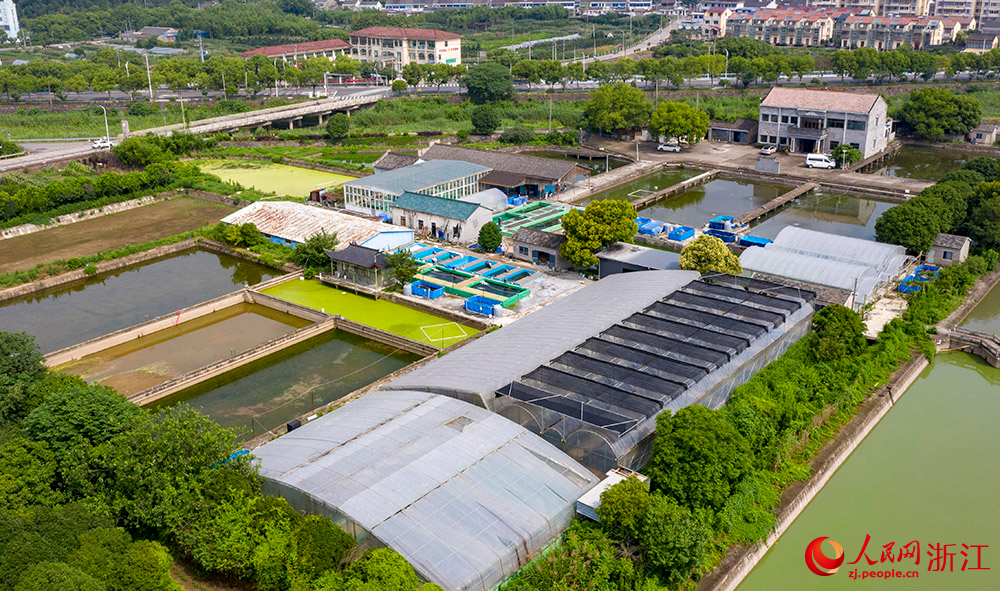 寧波市海曙區鄞江鎮懸慈村的磐晟養鯉場。人民網 章勇濤攝