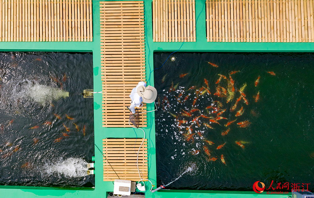 工作人員一把餌料剛投入水中，錦鯉們瞬間自四面八方游來。人民網 章勇濤攝