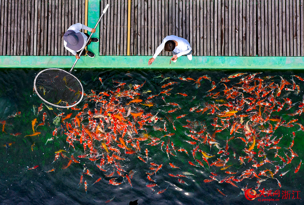 工作人員一把餌料剛投入水中，錦鯉們瞬間自四面八方游來。人民網 章勇濤攝