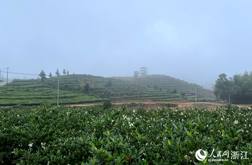 南山頭村梔子花基地。人民網記者張麗瑋攝
