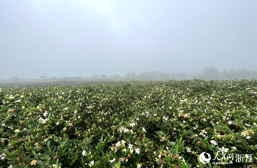 南山頭村梔子花基地。人民網記者張麗瑋攝