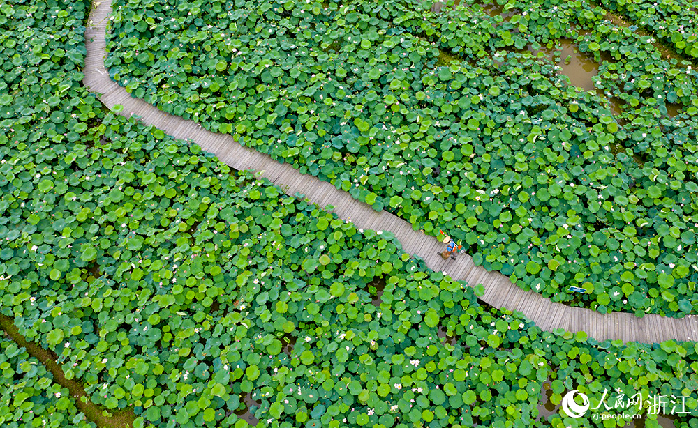 朵朵荷花下，一只只麻鴨穿梭其間，形成一幅動靜結合的美景。人民網 章勇濤攝