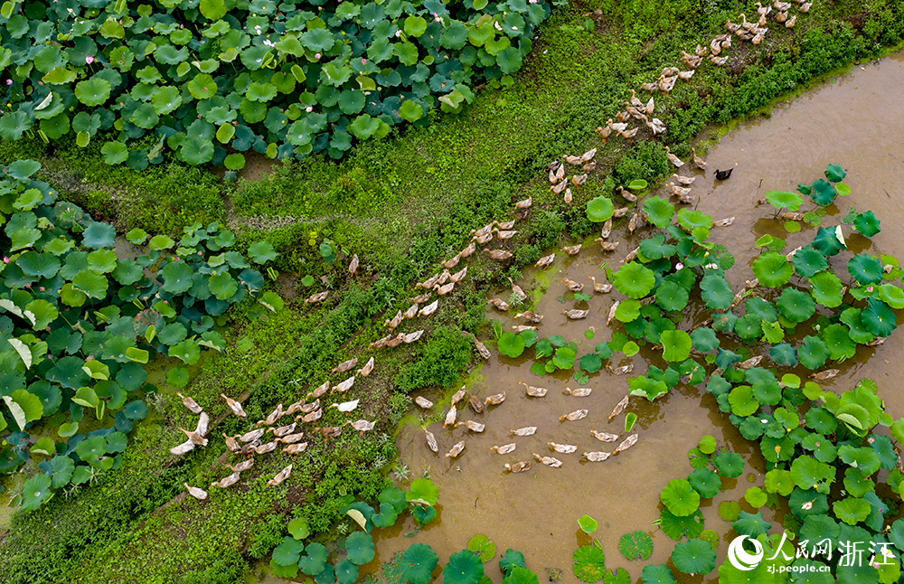 朵朵荷花下，一只只麻鴨穿梭其間，形成一幅動靜結合的美景。人民網 章勇濤攝