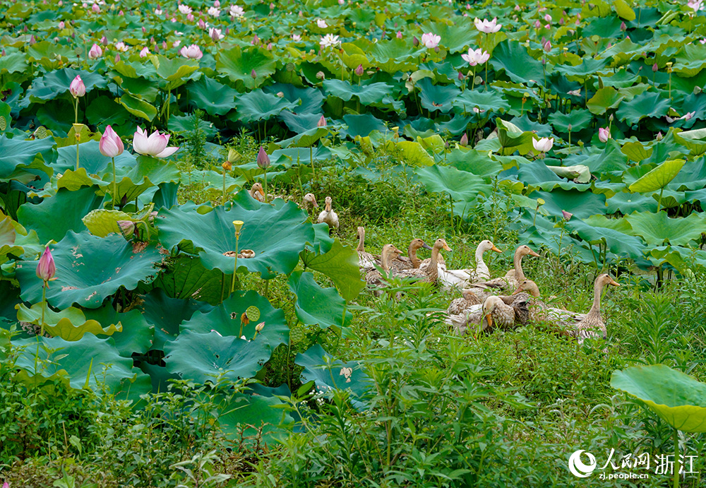 朵朵荷花下，一只只麻鴨穿梭其間，形成一幅動靜結合的美景。人民網 章勇濤攝
