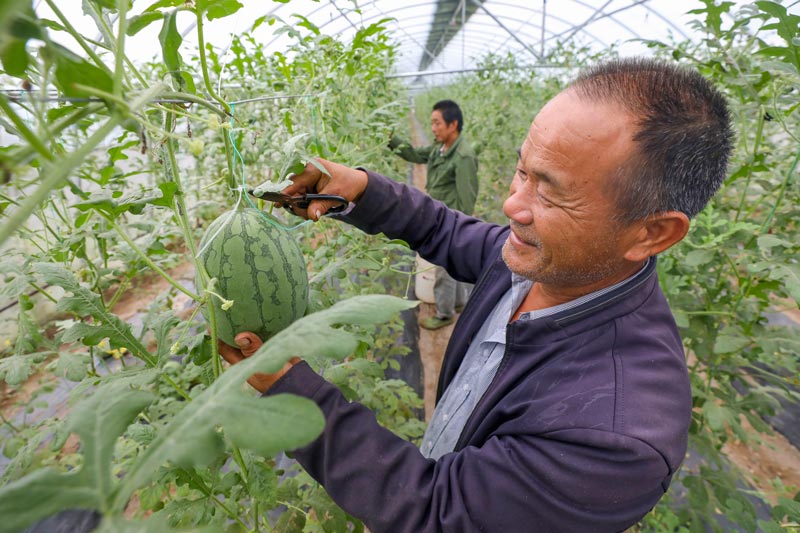 村民們忙著采摘蘭芯西瓜。海曙區委組織部供圖