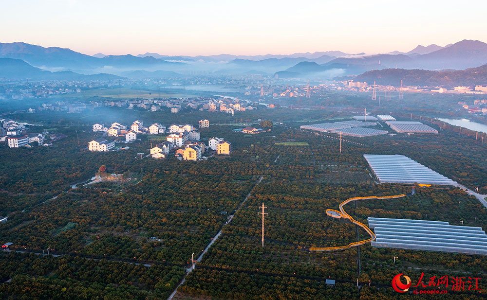 近日，在臺州市黃巖區柑橘博覽園，金燦燦的橘子掛滿枝頭，與民房、田野相互映襯，呈現出一派豐收景象。人民網 章勇濤攝