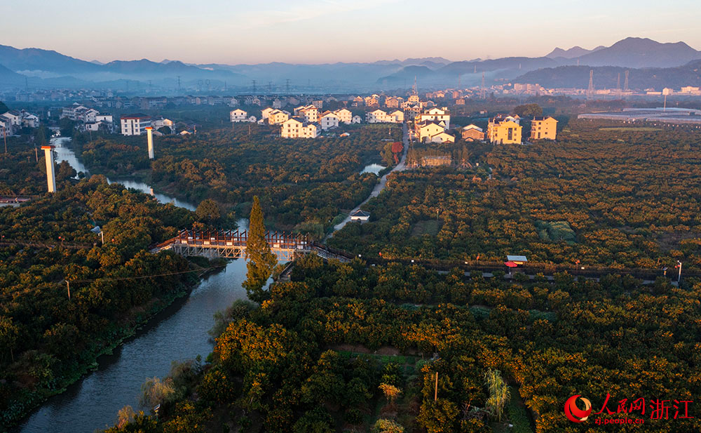 近日，在臺州市黃巖區柑橘博覽園，金燦燦的橘子掛滿枝頭，與民房、田野相互映襯，呈現出一派豐收景象。人民網 章勇濤攝