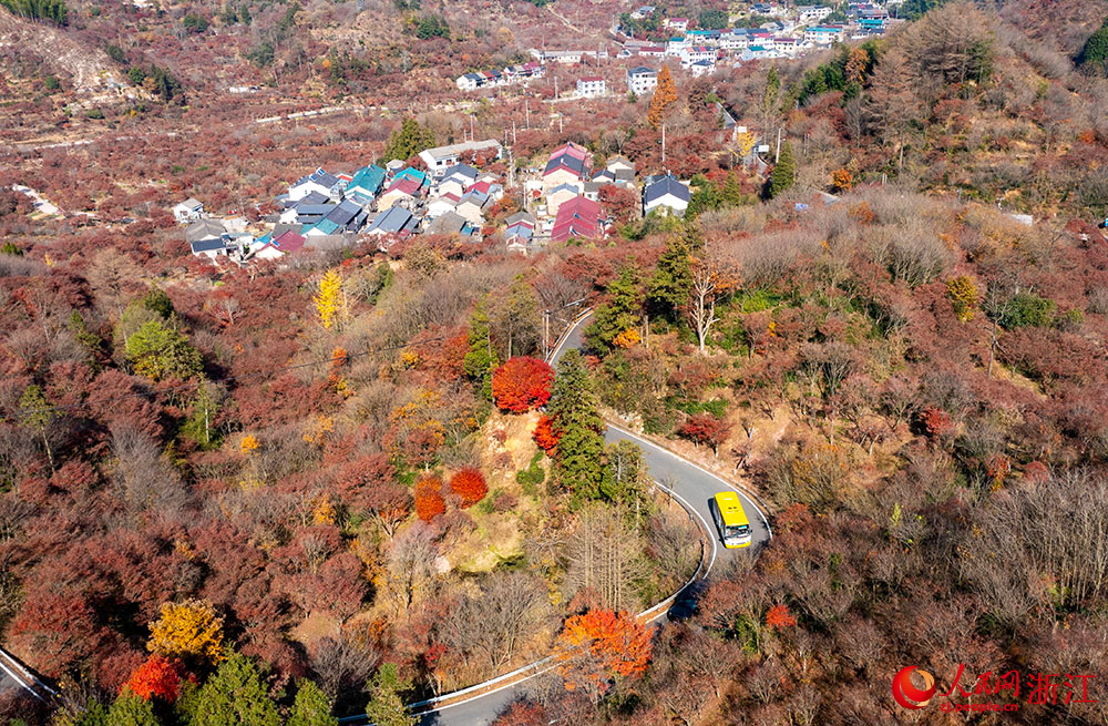 空中俯瞰浙江省余姚市四明山區，公路、民房與沿途漫山紅遍、層林盡染的山色構成絢麗多彩的深秋畫卷。人民網 章勇濤攝
