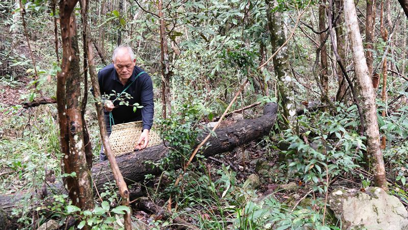 回龍灣山場菇農吳興龍采摘香菇。林小榮攝