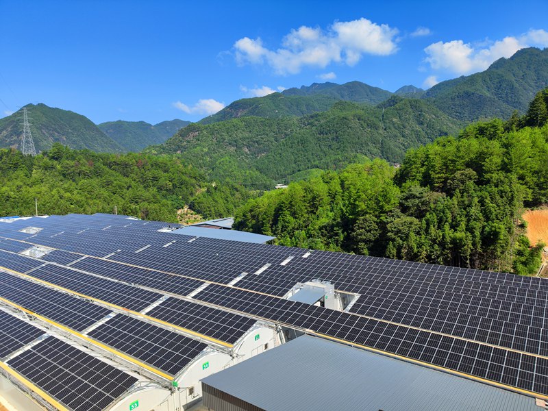 浙江鼎洲生物技術有限公司的光伏控溫大棚。受訪者供圖