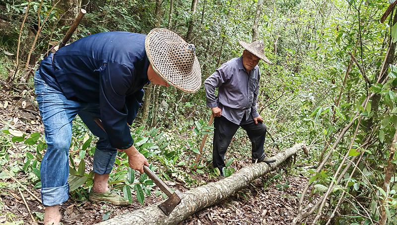 回龍灣剁花法香菇栽培示范基地。黃衛華攝