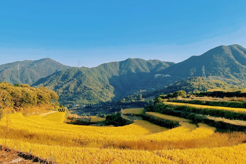 南屏鄉“萬畝梯田”復耕景觀。天臺縣南屏鄉供圖