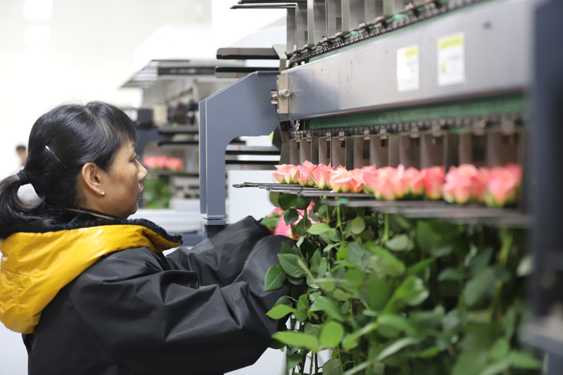 【11】2024年2月1日，云南昆明，在云天化晉寧花卉產業現代化示范園內，工人將鮮切花放入包裝流水線。李發興-攝.jpg