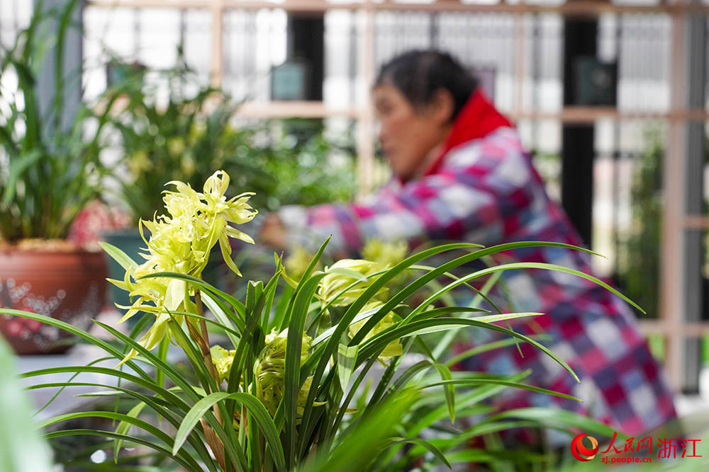 在浙江省紹興市柯橋區漓渚鎮棠棣村的蘭花數字工廠，工人在管護蘭花。人民網 章勇濤攝