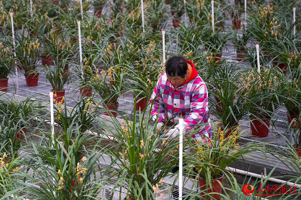在浙江省紹興市柯橋區漓渚鎮棠棣村的蘭花數字工廠，工人在管護蘭花。人民網 章勇濤攝