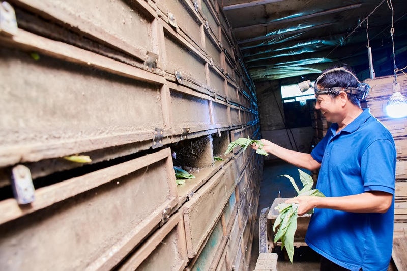 浙江嘉興，農戶在給白玉蝸牛投喂菜葉。嘉興市南湖區委宣傳部供圖