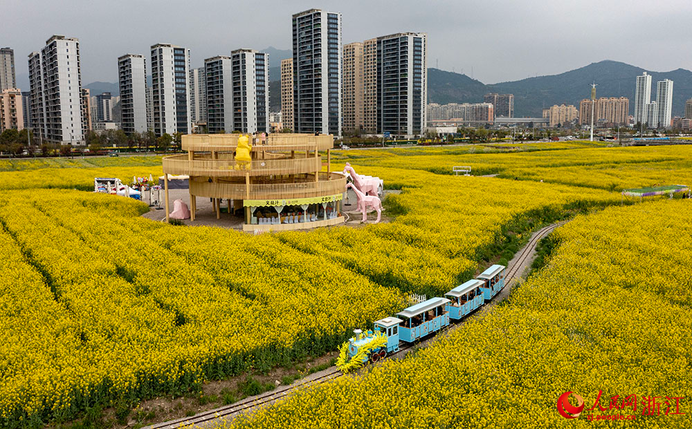 市民游客在浙江省樂清市現代都市田園綜合體乘坐小火車穿越油菜花海。人民網 章勇濤攝