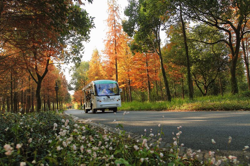 游客搭乘電瓶車在西溪濕地內游玩。楊作英攝