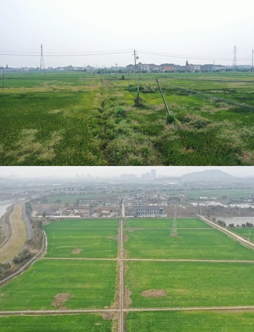 衛星村農田拔桿前后對比。浙江通服供圖